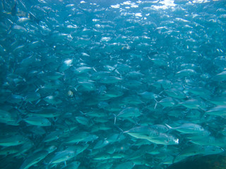 huge school of jackfish
