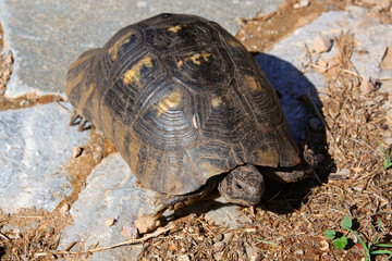 Tortoise