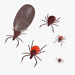 3d render of tick animals