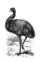 Australian Bird - Emeu