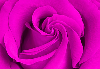 Fototapeta na wymiar lila Rose