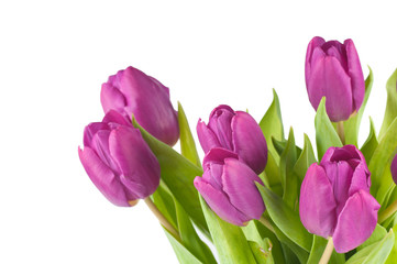 The pink tulips