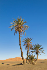 palms in the Sahara desert
