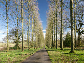 Fototapeta premium trees