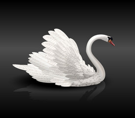 White swan on black water with reflection