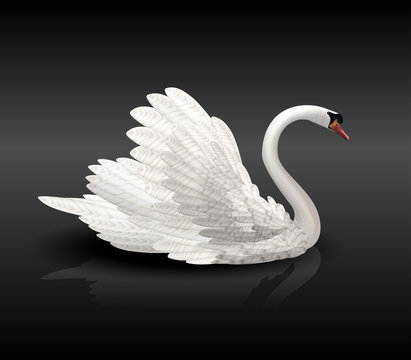 White Swan On Black Water With Reflection