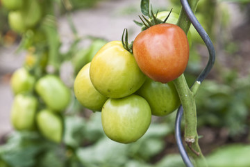 grüne und rote Tomaten aus dem eigenen Garten Staude