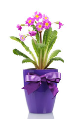 Beautiful purple primrose in a flowerpot isolated on white