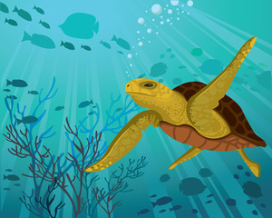 Fototapeta na wymiar Sea Turtle