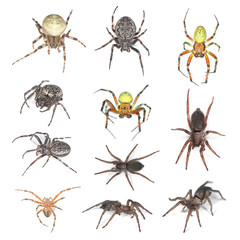 European spiders