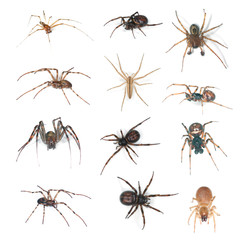 European spiders