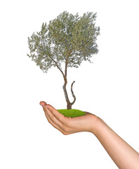 Olive tree in hand