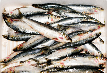 Sardines