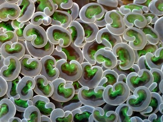 corallo molle © paulreds