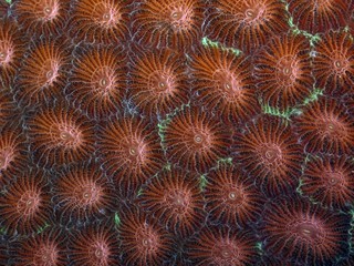 corallo duro © paulreds