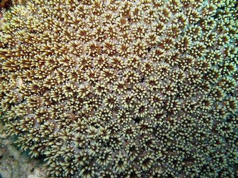 corallo duro