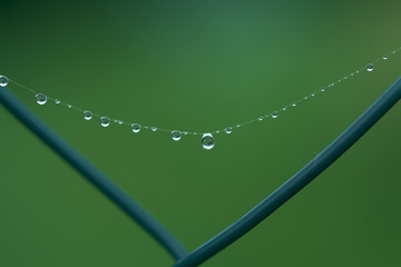 pearls of dew