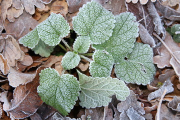 foglie