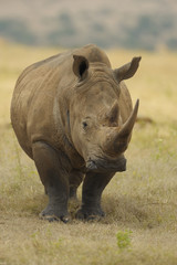 Breitmaulnashorn in der Savanne