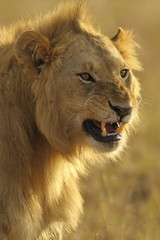 Obraz premium wütender Löwe