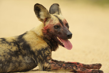 Afrikanischer Wildhund nach erfolgreicher Jagd