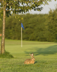 Feldhase auf dem Golfplatz © ARochau