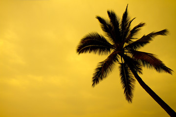 Fototapeta na wymiar lonely palm at sunset