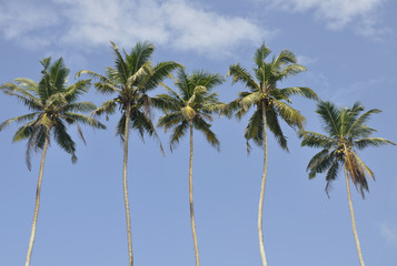 Fototapeta na wymiar Palma drzewa przeciw piękne niebo jasne