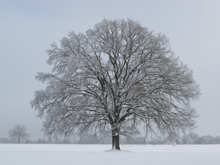 Baum Eiche Winter