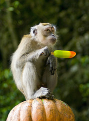 monkey eating ice cream in park