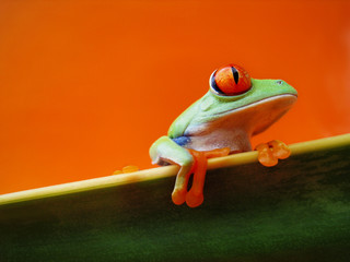 Rotaugenlaubfrosch 135, Agalychnis callidryas