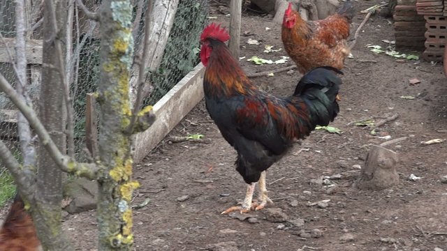 gallo