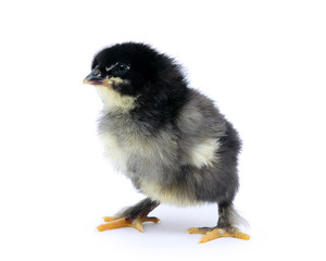 Fototapeta premium little chicken