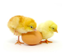 Fototapeta premium chicken