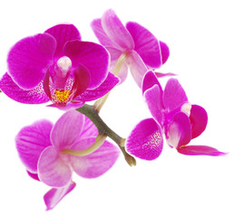 Fototapeta na wymiar Pink orchid