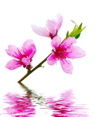 Foto op Canvas pink blossoms © Alekss