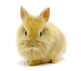 Small brown rabbit