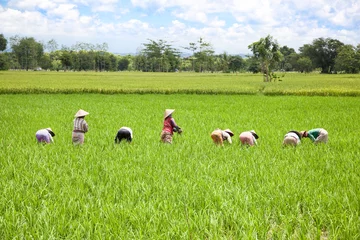 Cercles muraux Indonésie Farmer in the paddy field