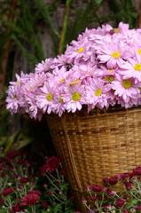 Chrysanthemum flowers in a basket