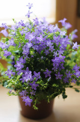 Flowerpot with bluebells (campanula)