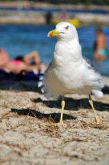 White bird on the beach