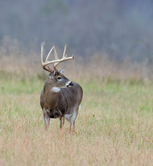 Whitetail deer buck in a foggy field