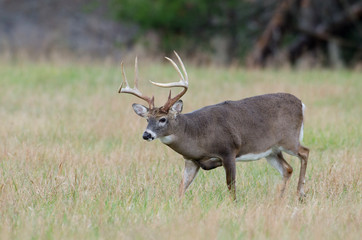 Naklejka na ściany i meble Whitetail deer buck in a foggy field