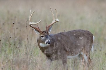 Whitetail deer buck in a foggy field
