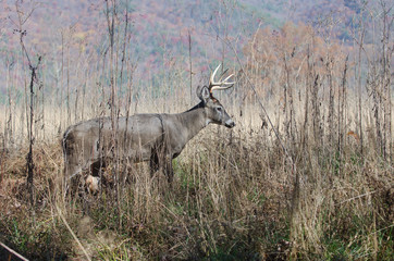 Whitetail deer buck moving through brush