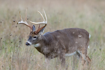 Whitetail deer buck in a foggy field