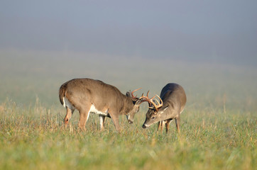 Whitetail buck lip curl