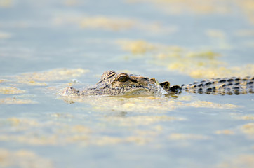 American alligator in still water