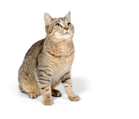 Cute cat on white background