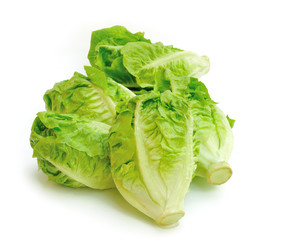 lettuce on white background